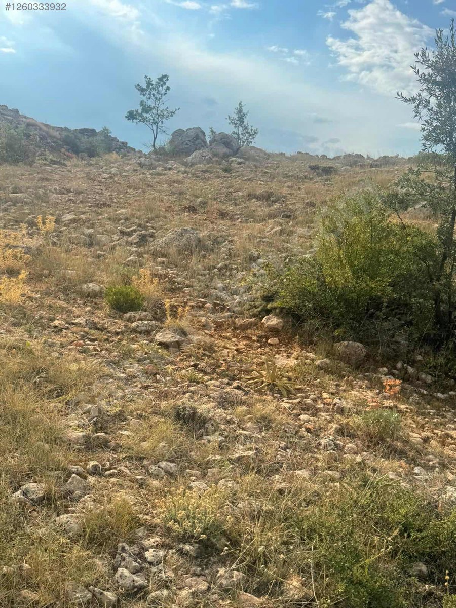  Karaman / Sarıveliler / Adiller Mah. 4,5894M² TARLA SATILIKTIR.  KONUM DOĞRUDUR - KARAMAN SARIVELİLER fotoğraf 2