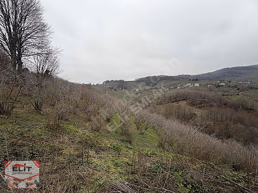 DÜZCE AKÇAKOCA DA EV YAPIMINA UYGUN SATILIK 7.768 M2 FINDIKLIK - DÜZCE AKÇAKOCA fotoğraf 18