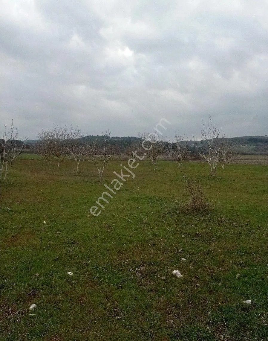Yeliz'den Cevizlik - MANİSA SOMA fotoğraf 7