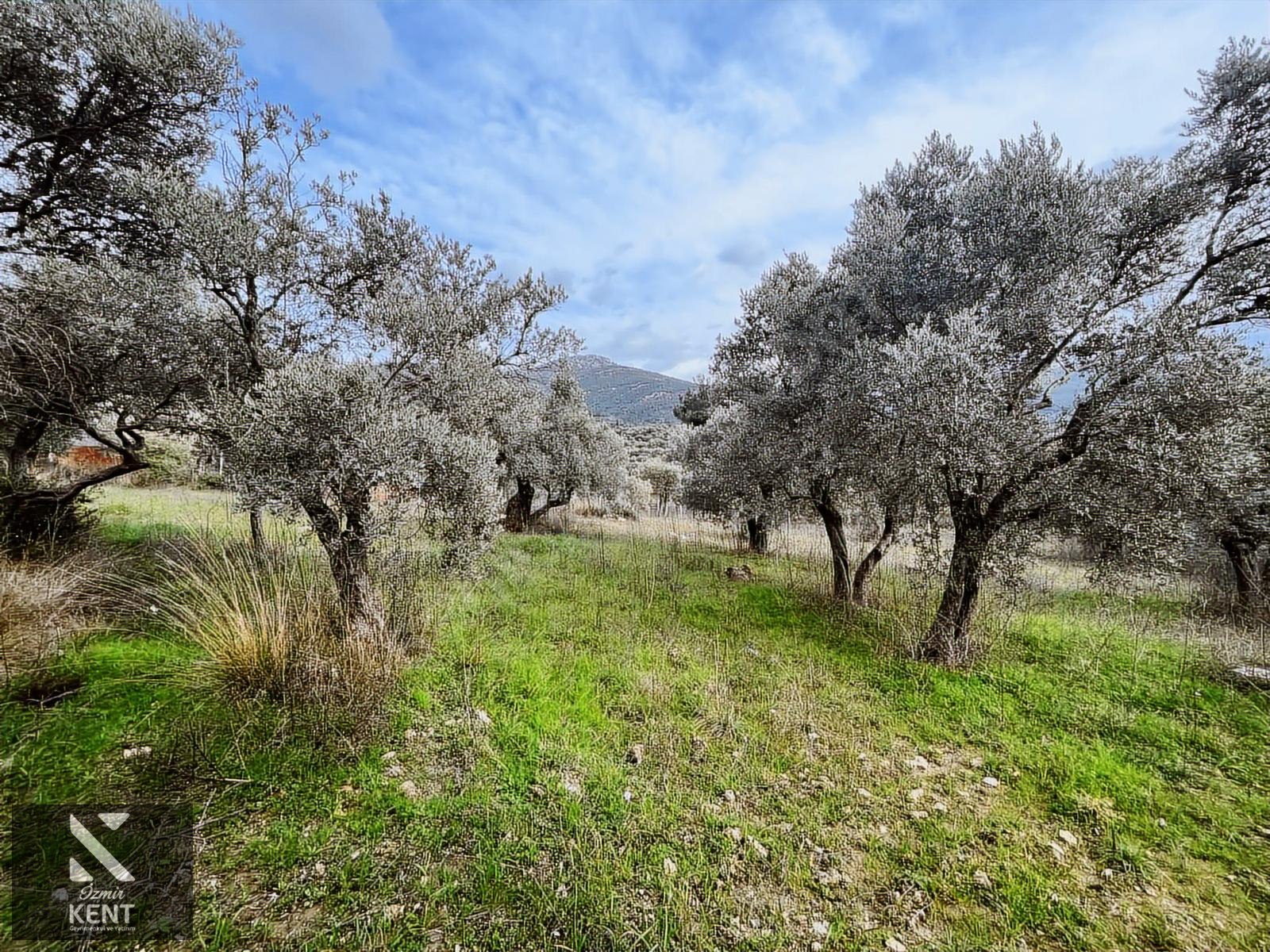 Kemalpaşa Gökyaka Satılık 2700 m2 Bahçe - İZMİR KEMALPAŞA fotoğraf 21