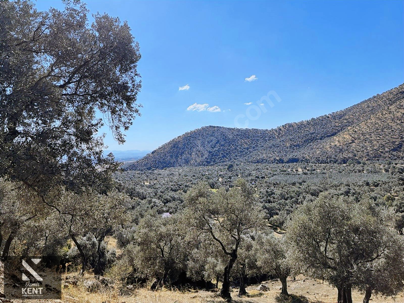 Bayındır Yusuflu Satılık 6050 m2 Zeytinlik Tek Tapu - İZMİR BAYINDIR fotoğraf 50