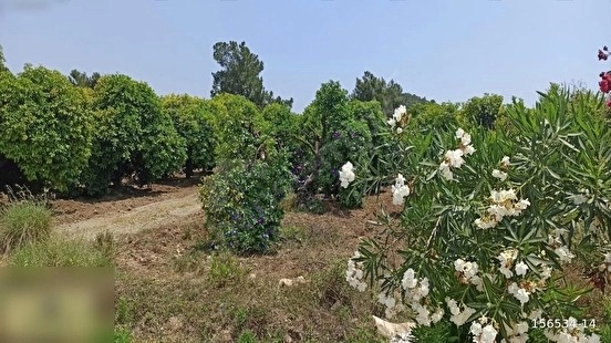 TEKİROVADA İMARI YÜKSEK KÖŞEBAŞI ARSA - ANTALYA KEMER fotoğraf 8