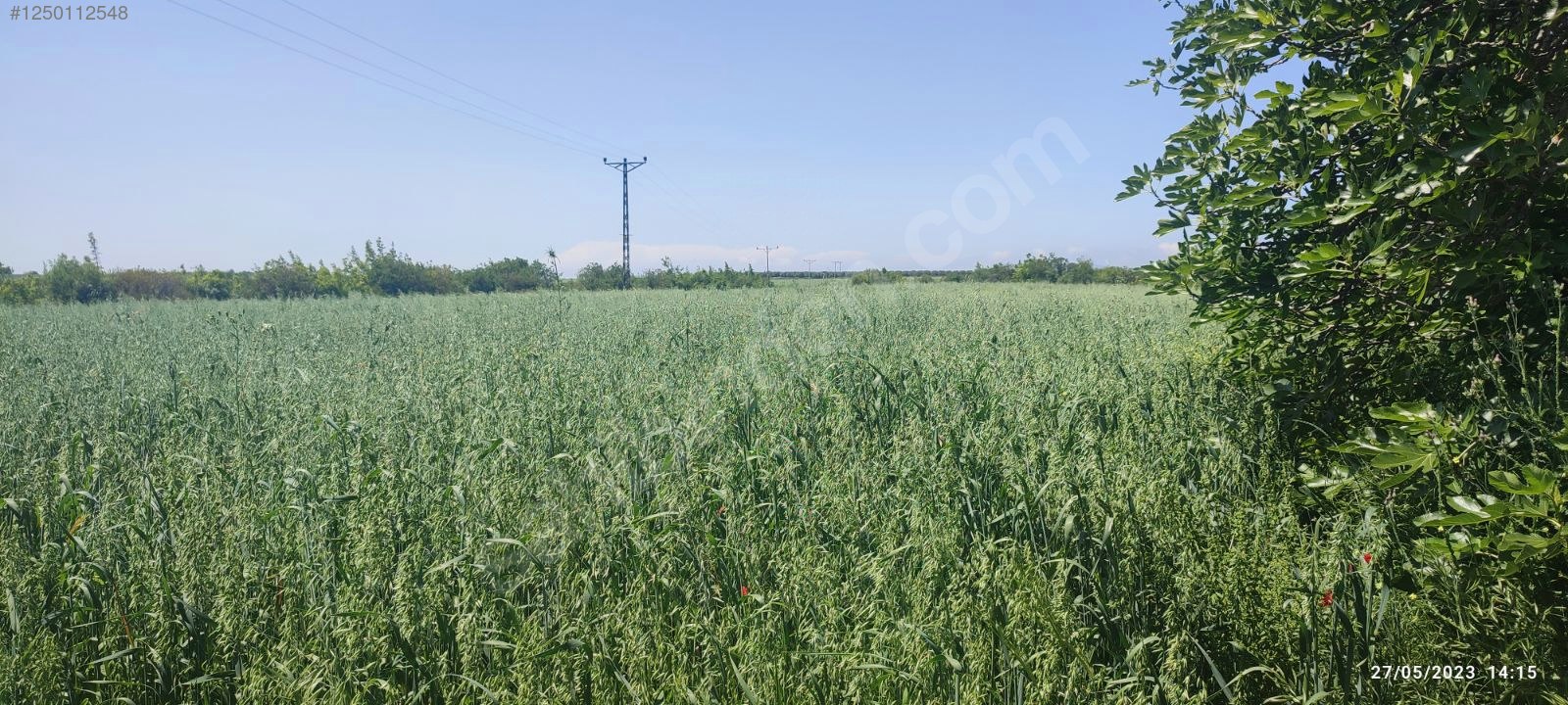 BURSA KARACABEY KARASU KÖYÜNDE 6.100  M² BAĞ SATILIKTIR - BURSA KARACABEY fotoğraf 6