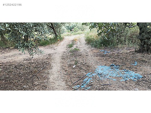 BURSA MUDANYA AKKÖY KÖYÜNDE 2.985 M² ZEYTİNLİK SATILIKTIR. - BURSA MUDANYA fotoğraf 5