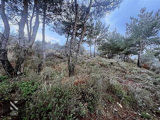 Kemalpaşa Armutlu Hürriyet Mah. Satılık 1.950 m2 Bahçe - İZMİR KEMALPAŞA fotoğraf 22