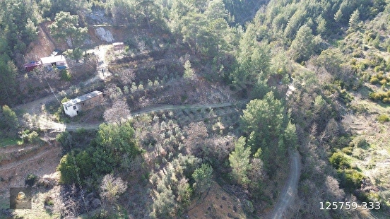 ANAMUR KORUCUKTA MÜSTAKİL SATILIK ZEYTİN VE AVOKADO BAHÇESİ - MERSİN ANAMUR fotoğraf 3