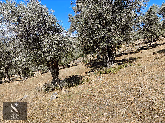 Bayındır Yusuflu Satılık 6050 m2 Zeytinlik Tek Tapu - İZMİR BAYINDIR fotoğraf 20
