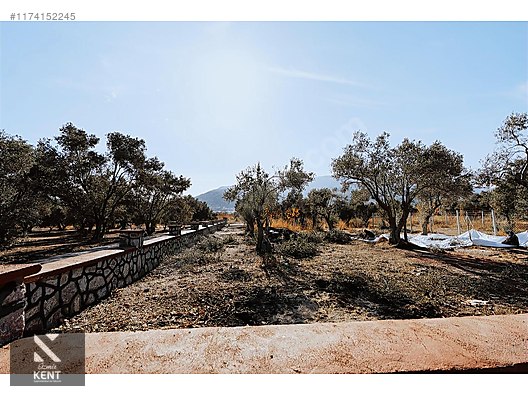 Kemalpaşa Sekiz Eylül Merkeze Yakın Satılık 3440 m2 Zeytinlik - İZMİR KEMALPAŞA fotoğraf 42