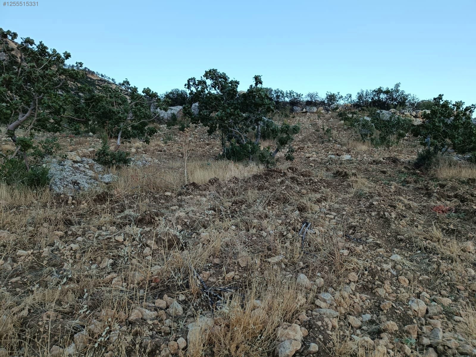    MERSİN MUT GEÇİMLİ KÖYÜ 6,866M² BAĞIMIZ SATILIKTIR.   - MERSİN MUT fotoğraf 7