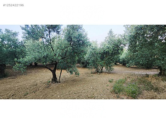 BURSA MUDANYA AKKÖY KÖYÜNDE 2.985 M² ZEYTİNLİK SATILIKTIR. - BURSA MUDANYA fotoğraf 3