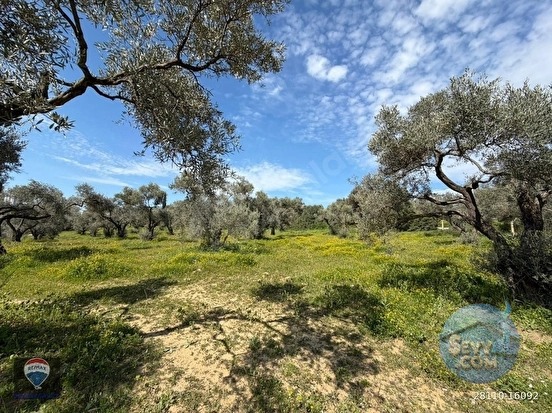 ŞEHIR MERKEZINE YAKIN 15.033 M² SATILIK ZEYTINLIK - AYDIN KUŞADASI fotoğraf 10