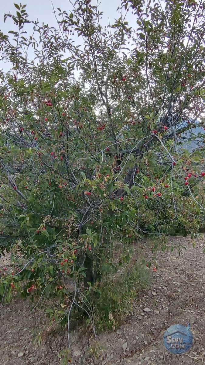 KÜTAHYA ŞAPHANE SUBAŞI'NDA SATILIK 2249m² BAHÇE - Kütahya Şaphane fotoğraf 35