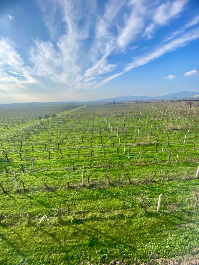 Manisa Şehzadeler Tilkisüleymaniye Mah. Satılık Bağ Bahçe - MANİSA ŞEHZADELER fotoğraf 22