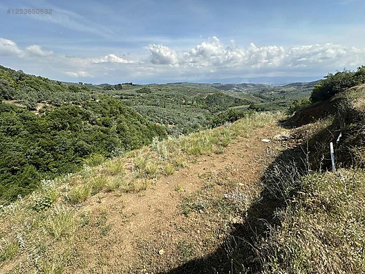 BURSA MUDANYA MİRZAOBA KÖYÜNDE 998 M²  ZEYTİNLİK SATILIKTIR - BURSA MUDANYA fotoğraf 5