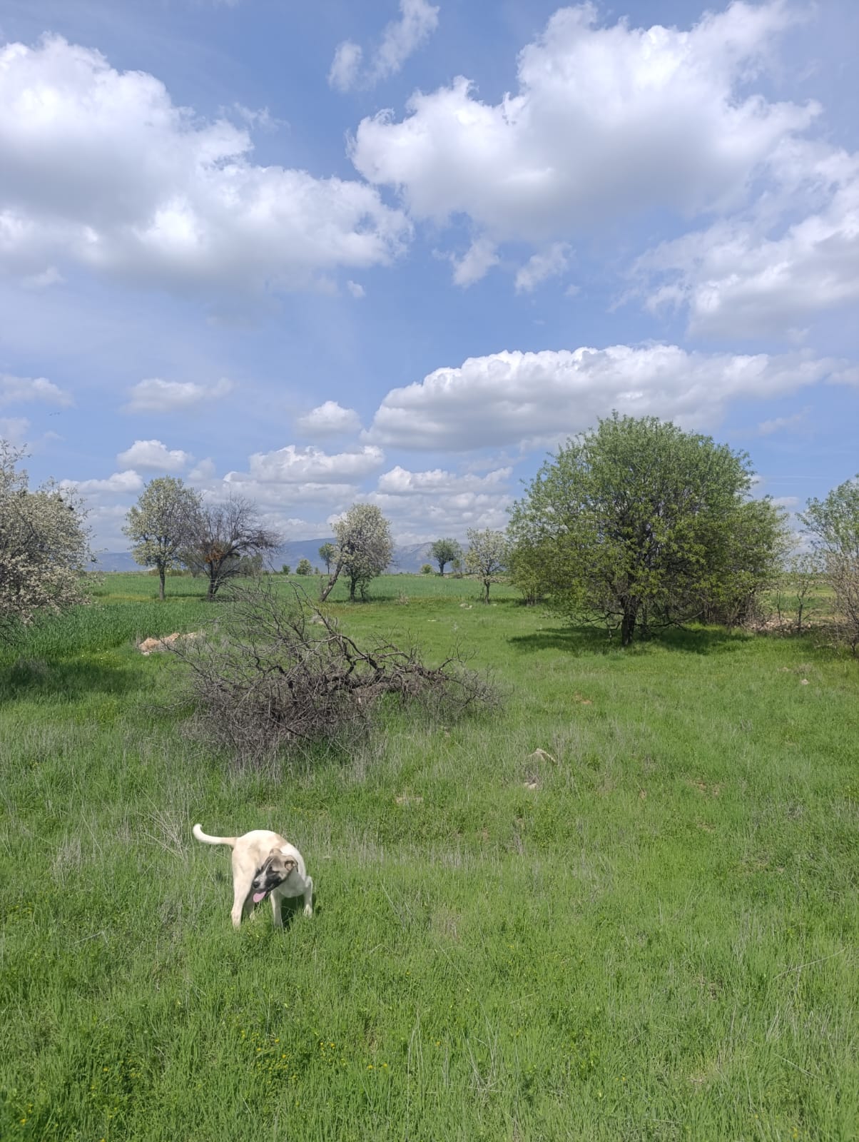 UŞAK KARAHALLI ÇOKAKLI KÖYÜNDE 616M² TARLAMIZ SATILIKTIR  - UŞAK EŞME fotoğraf 6