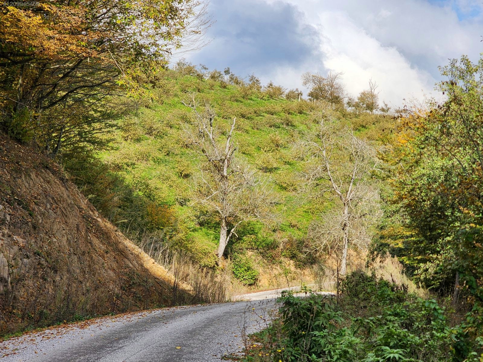 BAĞ&BAHÇE FINDIK BAHÇESİ - SAMSUN CANİK fotoğraf 5