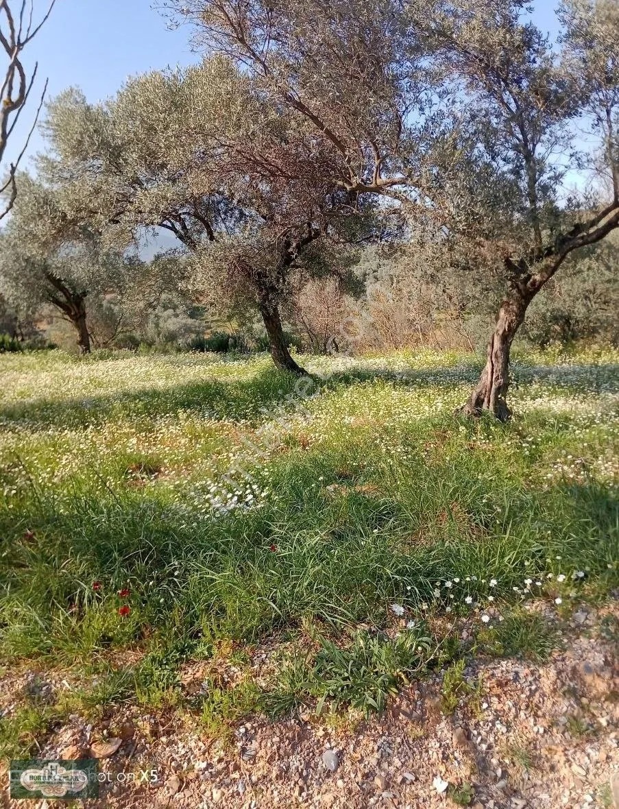 İzmir Torbalı Karakızlar Köyünde 5.500m2 Zeytinlik Satılık - İZMİR TORBALI fotoğraf 6