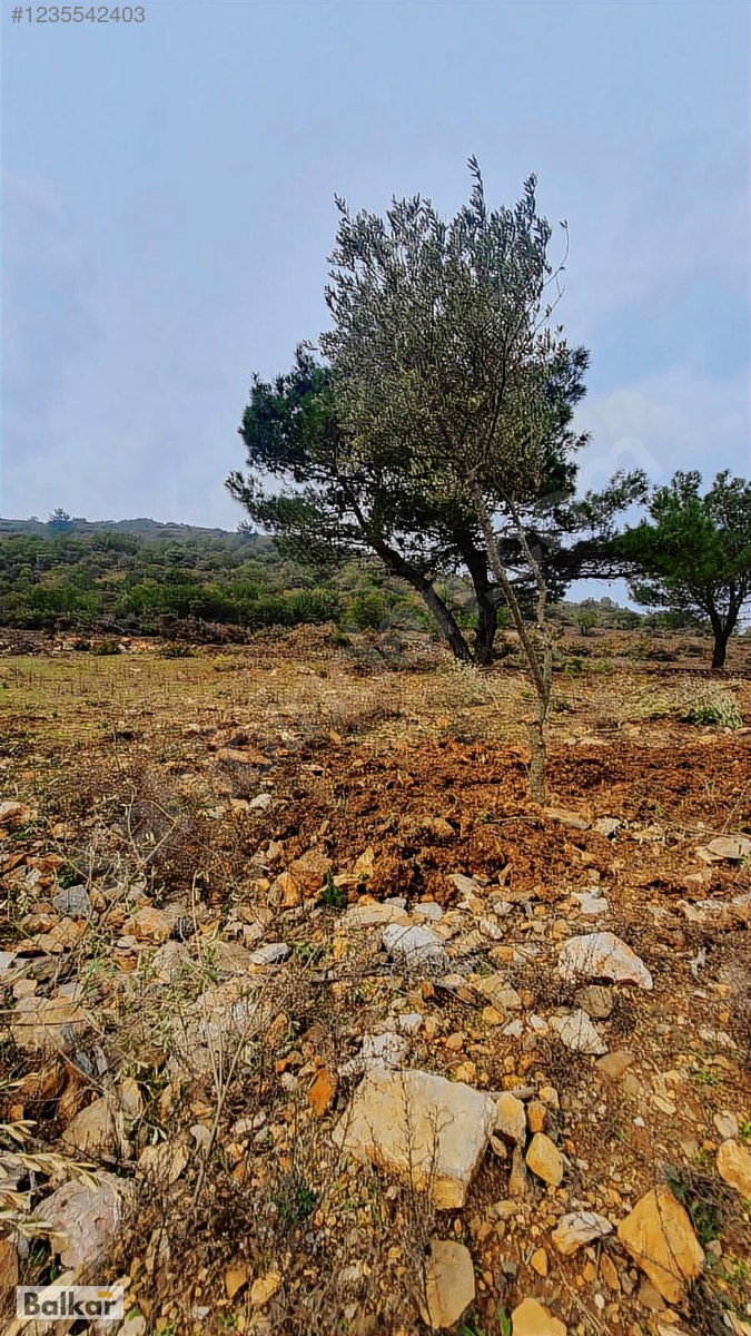 KARABURUN EĞLANHOCA'DA FIRSAT FİYAT 8 DÖNÜM TARLA - İZMİR KARABURUN fotoğraf 2