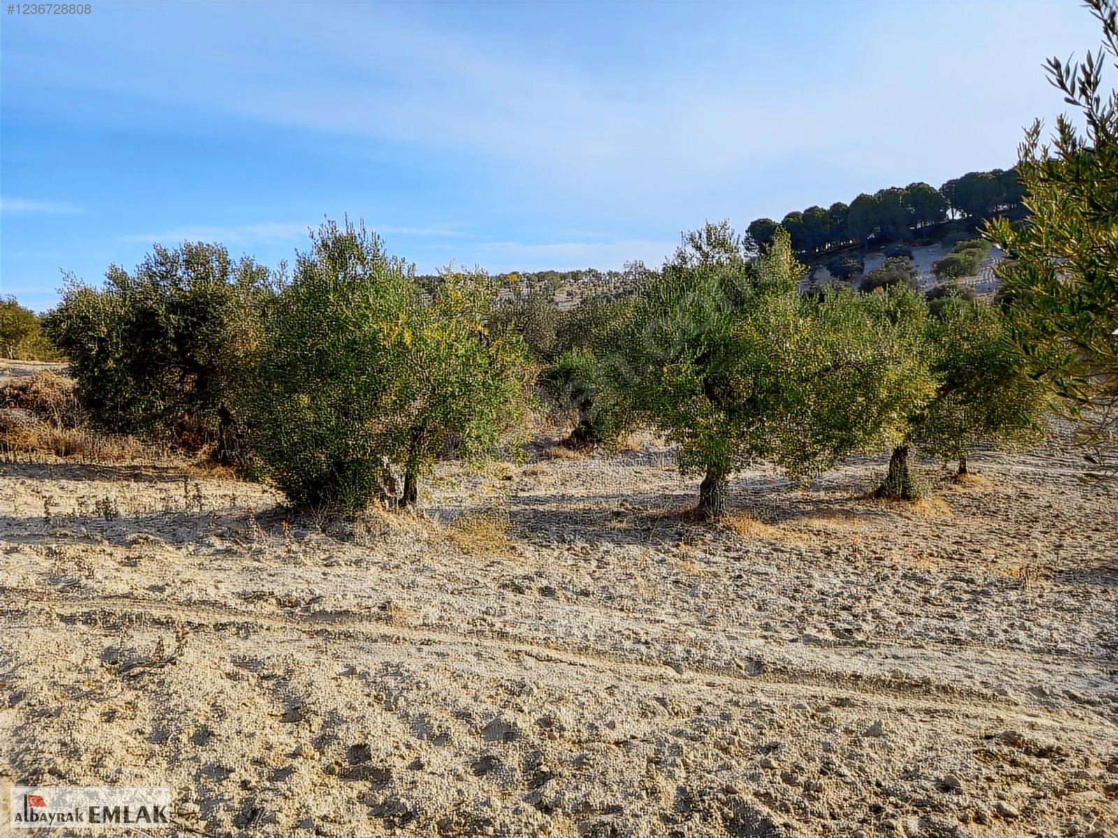 SARUHANLI HACIMUSA DA SATILIK 8.000 M2 ZEYTİNLİK 1.700.000 TL - MANİSA SARUHANLI fotoğraf 10
