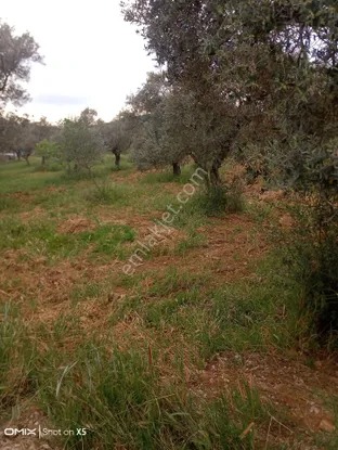 İzmir Torbalı Orman Köyde 2 Dönüm Dümdüz Zeytinlik Satılık