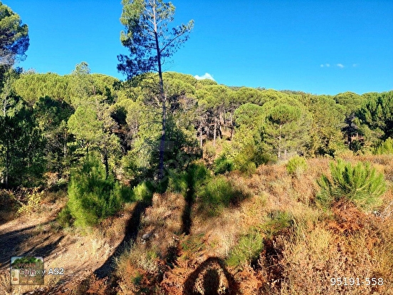 BERGAMA KOZAK YAYLASI YUKARIBEY MAH DE 5625 m2 FISTIKLIK - İZMİR BERGAMA fotoğraf 7
