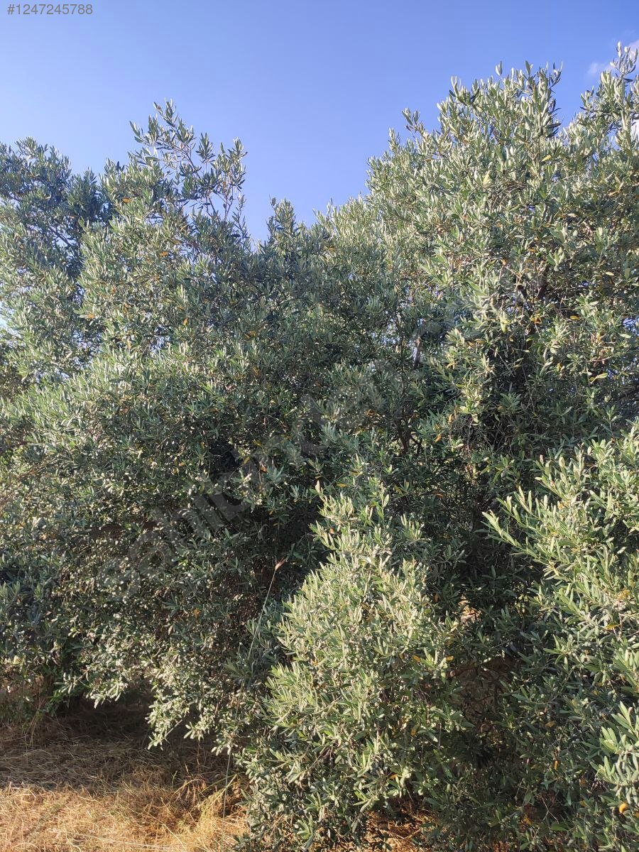 Antalya / Manavgat / Yaylaalan Mahallesinde 840 m² SATILIK TARSA  - ANTALYA MANAVGAT fotoğraf 19