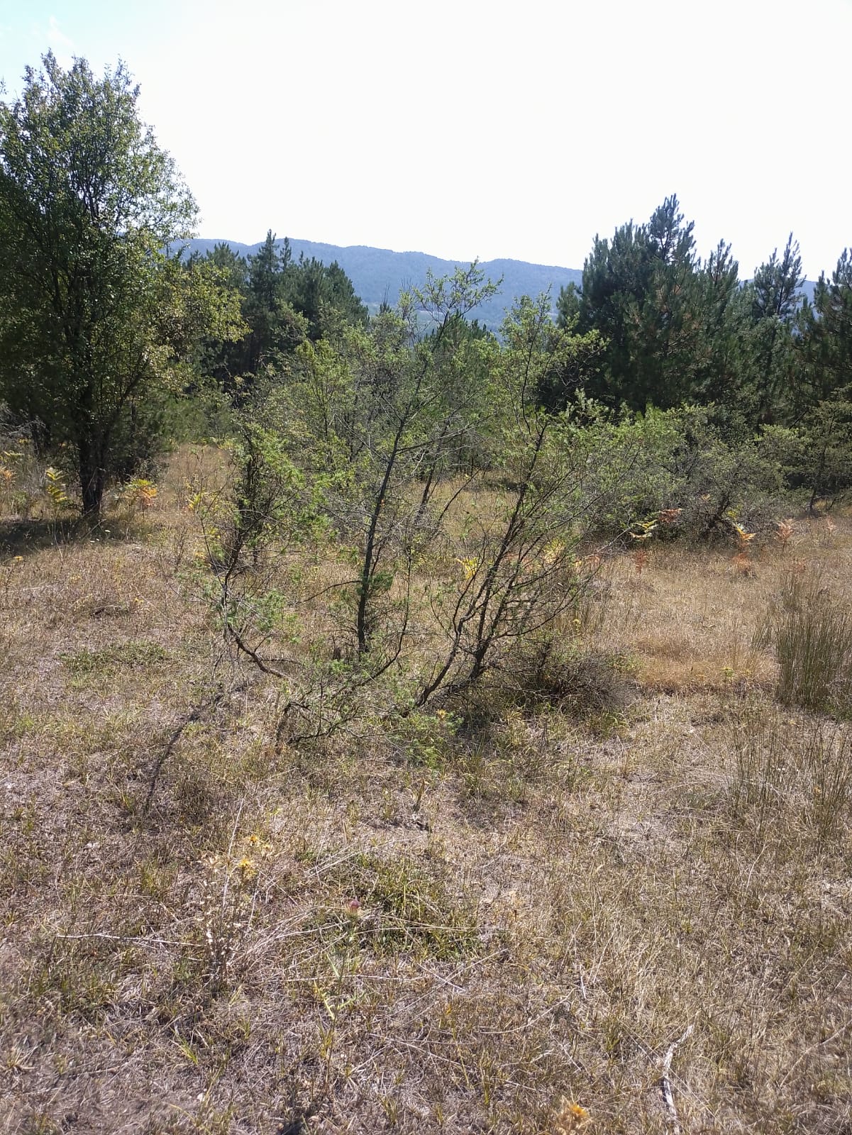 BİLECİK GÖLPAZARI DERELİ KÖYÜ SATILIK TARLA 1000m² - BİLECİK GÖLPAZARI fotoğraf 3
