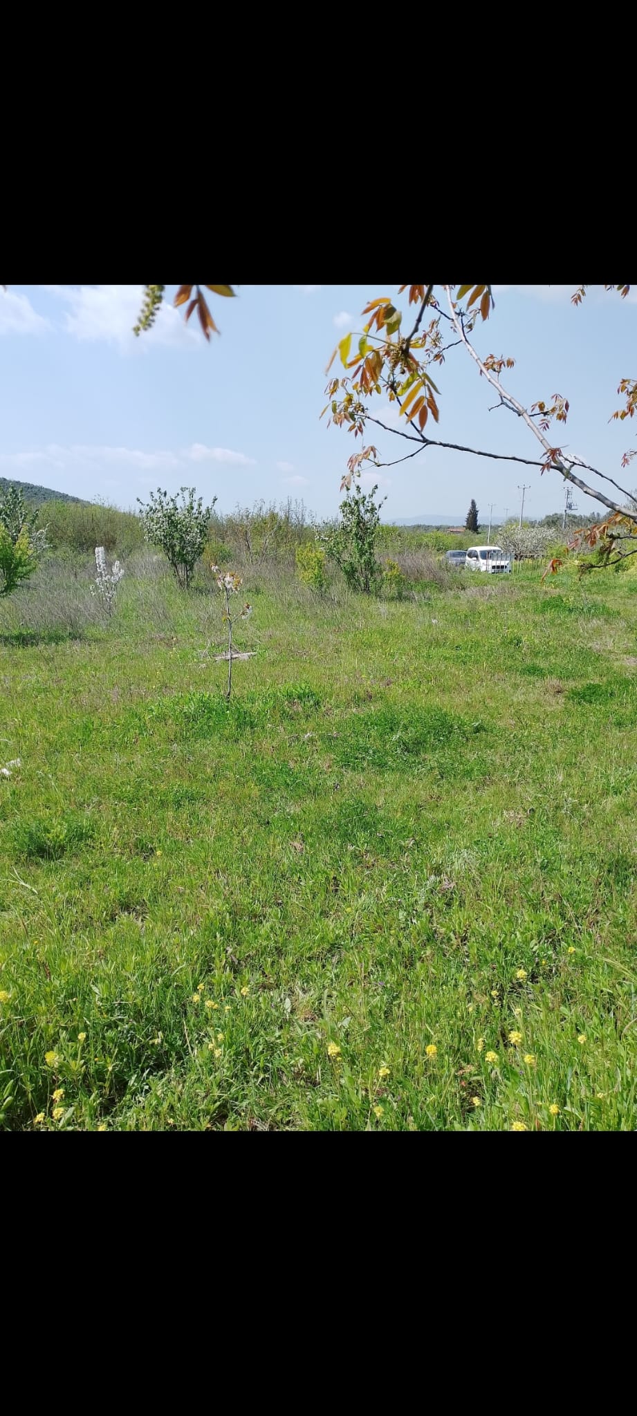 BURSA GEMLİK UMURBEY SATILIK TARLA 2114m² - BURSA GEMLİK fotoğraf 3