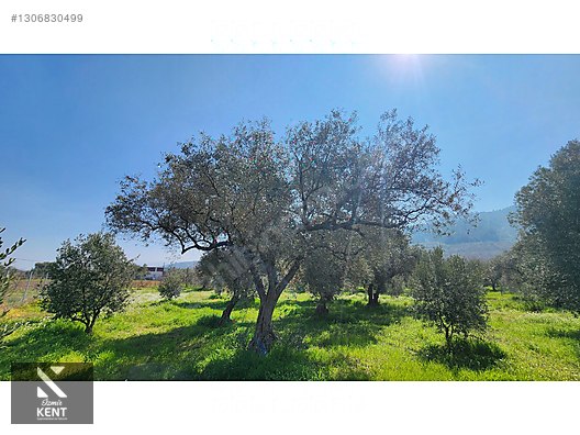 Kemalpaşa Ören Satılık Zeytinlik 1.230 m2 - İZMİR KEMALPAŞA fotoğraf 3