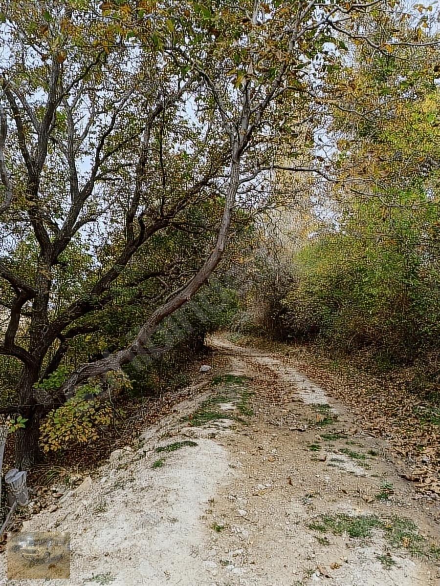 Kemer belenlide kòyiçi arsa bahçe suyu sınırsız sulama - BURDUR KEMER fotoğraf 13