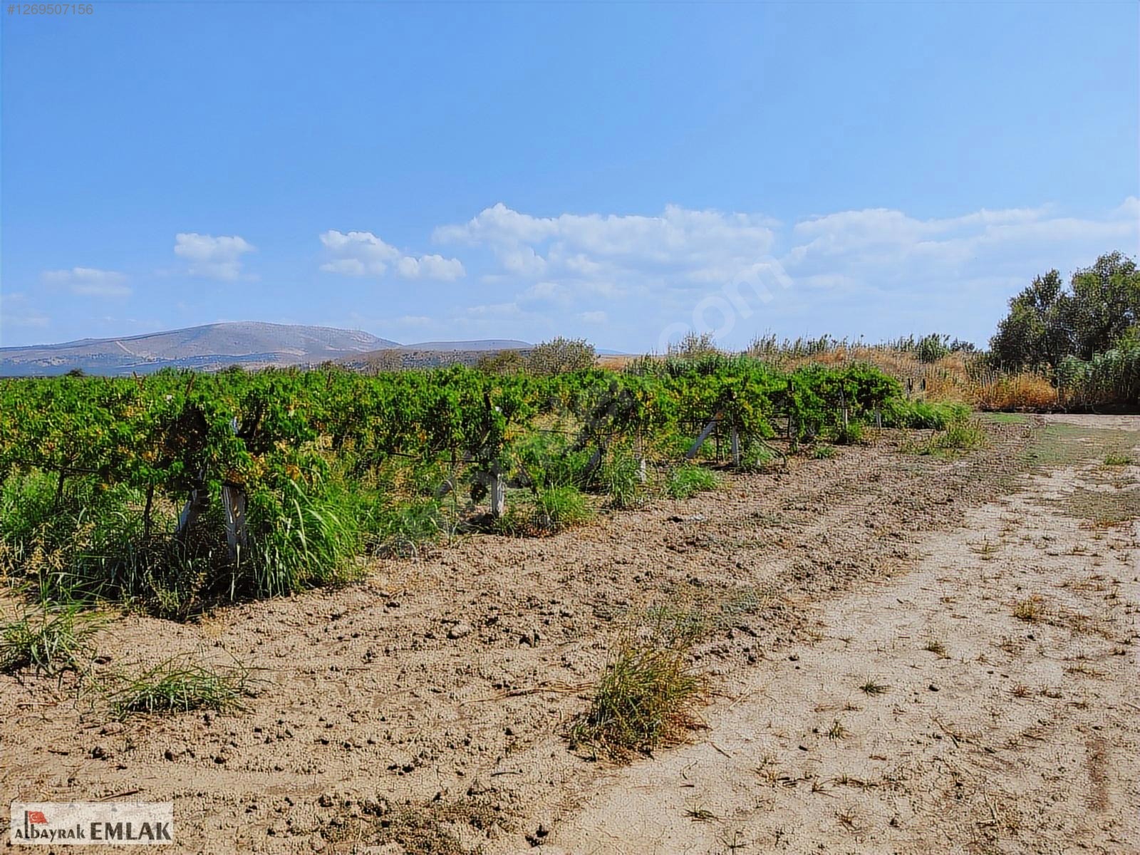 AKHİSAR DA SATILIK 52.000 M2 BAĞ VE BOŞ TARLA SU ELEKTRİK VAR - MANİSA AKHİSAR fotoğraf 13