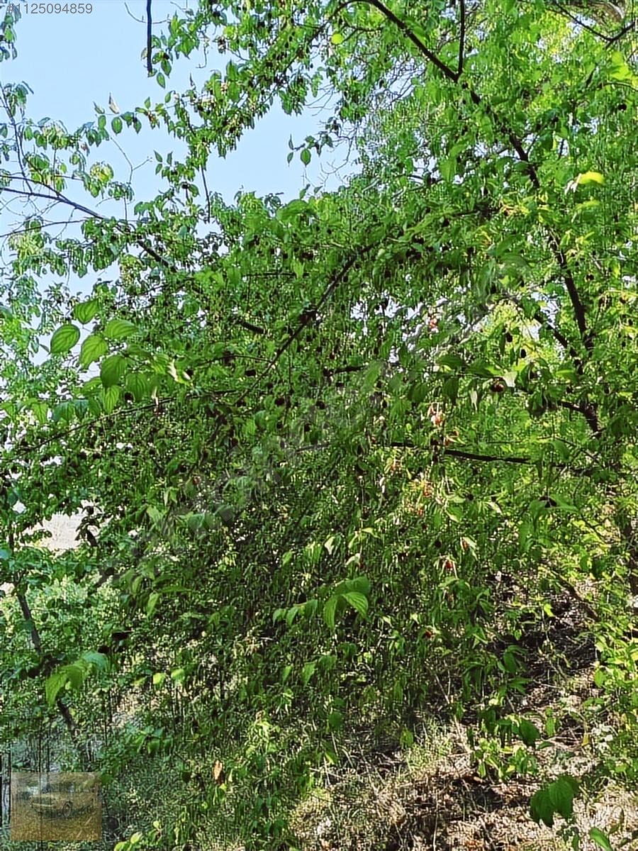 Kemer belenlide kòyiçi arsa bahçe suyu sınırsız sulama - BURDUR KEMER fotoğraf 7