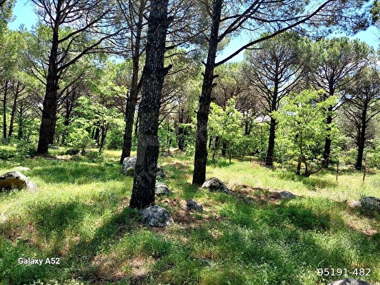 BERGAMA KOZAK YAYLASI KIRANLI MAH DE 1580 M2 BAĞ - İZMİR BERGAMA fotoğraf 2