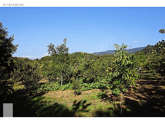 ÇANAKKALE BAYRAMİÇ BEŞİK KÖYÜ 6.900 m2 MEYVA BAHÇESİ 96 m2 EV - ÇANAKKALE BAYRAMİÇ fotoğraf 36