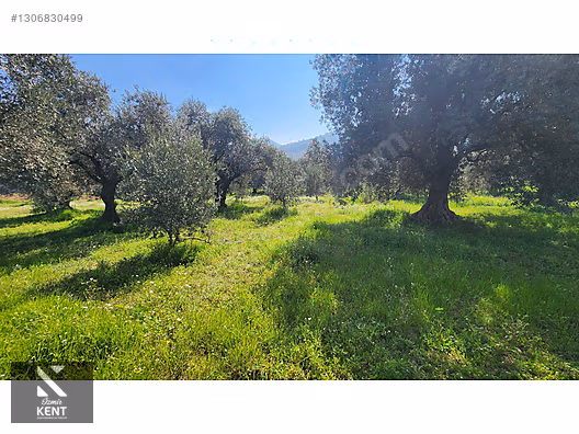 Kemalpaşa Ören Satılık Zeytinlik 1.230 m2 - İZMİR KEMALPAŞA fotoğraf 38