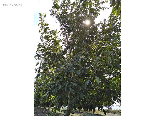 BURSA KARACABEY SUBAŞI KÖYÜNDE 6.000  M² TARLA SATILIKTIR - BURSA KARACABEY fotoğraf 9
