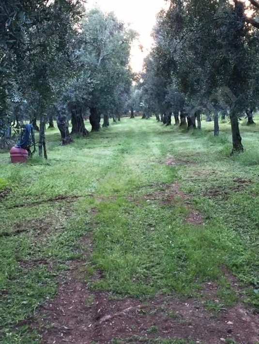 BURSA İZNİK YÖRÜKLER'DE 18.374 M² BAHÇEMİZ SATILIKTIR - BURSA İZNİK fotoğraf 6