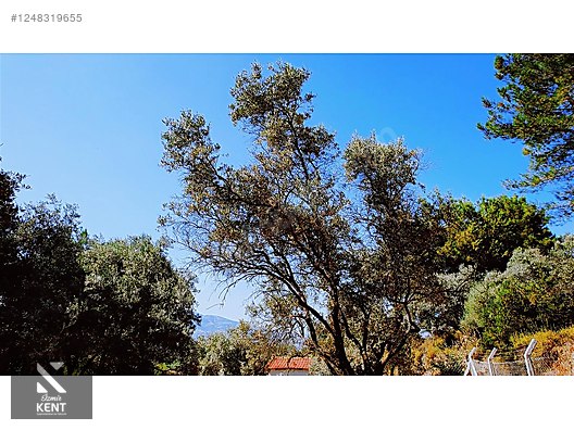 Kemalpaşa Armutlu Satılık 300 m2 Bahçe Tek Tapu - İZMİR KEMALPAŞA fotoğraf 2