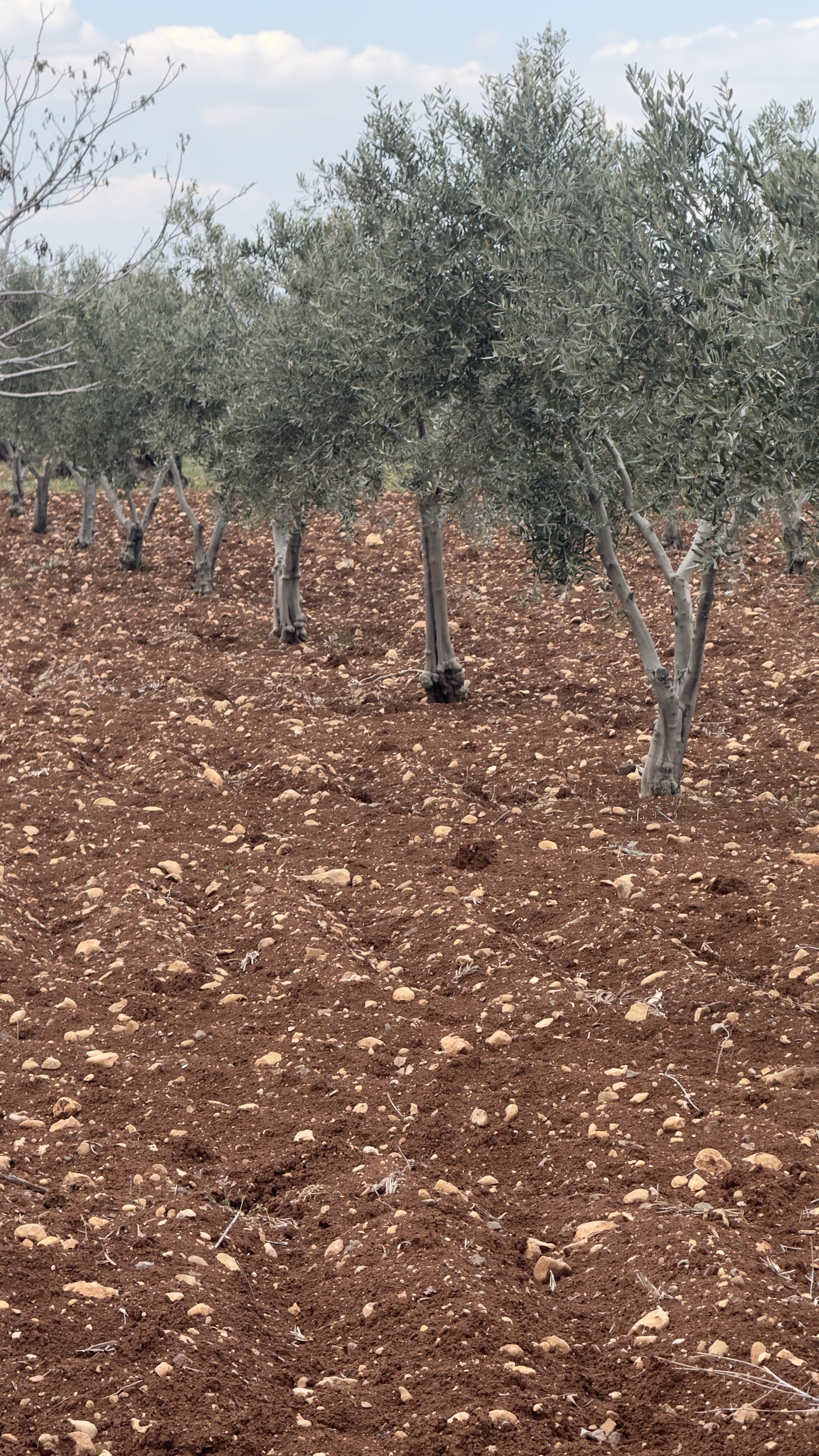 ÖZGÜRoğluEMLAK,tan SATILIK ZEYTİNLİK  - KİLİS MERKEZ fotoğraf 26