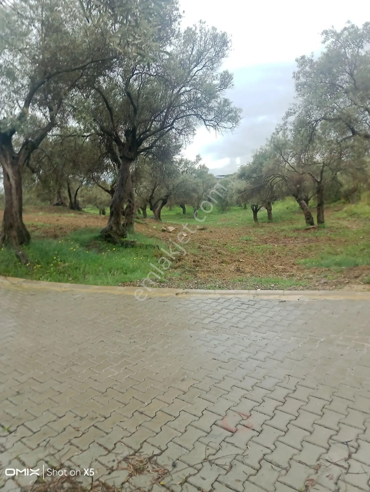 İzmir Torbalı Dirmil Köyünde Tek Tapu 700mt Zeytinlik Satılık - İZMİR TORBALI fotoğraf 8