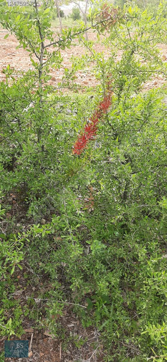 ACIPAYAM YASSIHÜYÜKTE SATILIK 4400 M2 ARSA - DENİZLİ ACIPAYAM fotoğraf 5
