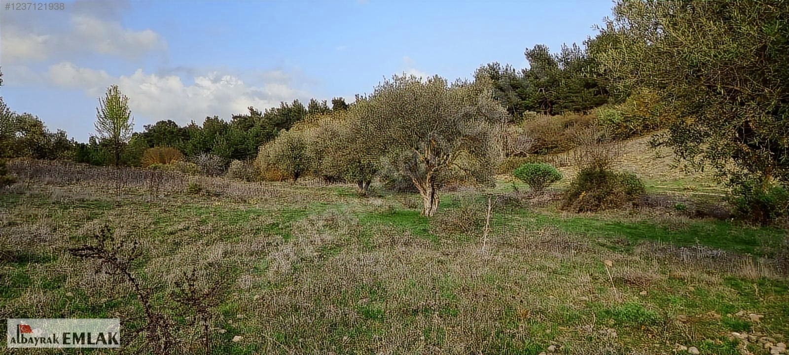MANİSA SARIALAN DA SATILIK 15.DÖNÜM KUPON ZEYTİNLİK 3.300.000 TL - MANİSA ŞEHZADELER fotoğraf 13
