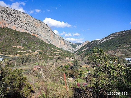 ANAMUR KORUCUKTA MÜSTAKİL SATILIK ZEYTİN VE AVOKADO BAHÇESİ - MERSİN ANAMUR fotoğraf 5