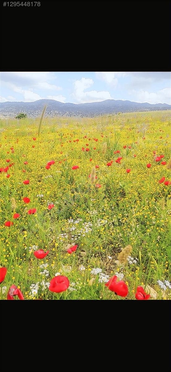 Acillll Korkuteli Sülekler 2747 m2 Arazi - ANTALYA KORKUTELİ fotoğraf 10