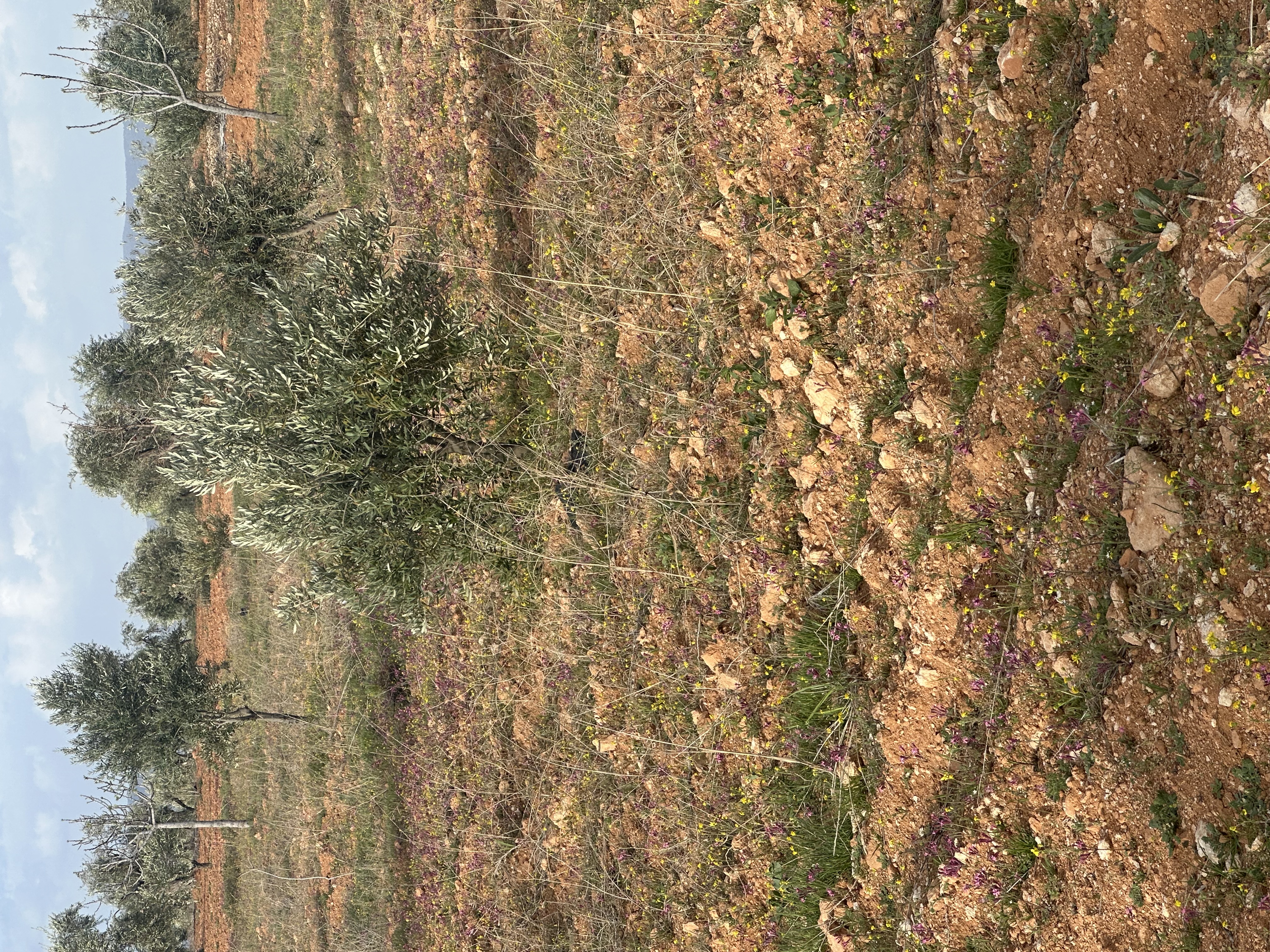 SATILIK ZEYTİNLİK  - KİLİS MERKEZ fotoğraf 7