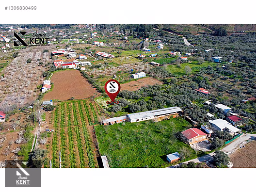 Kemalpaşa Ören Satılık Zeytinlik 1.230 m2 - İZMİR KEMALPAŞA fotoğraf 19