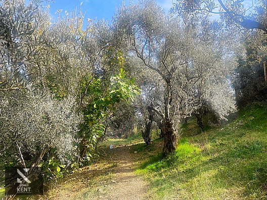 Kemalpaşa Aşağıkızılca Satılık 1758 M2 Tek Tapu Zeytinlik - İZMİR KEMALPAŞA fotoğraf 18