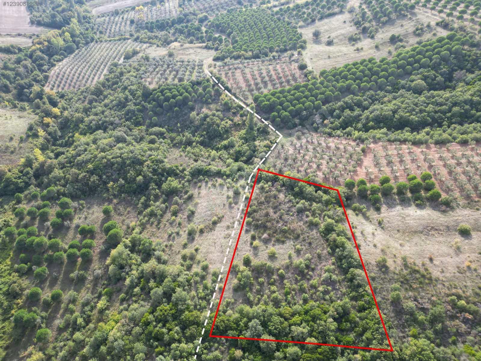 BURSA KARACABEY OKÇULAR  KÖYÜNDE 3.900 M TARLA SATILIKTIR - BURSA KARACABEY fotoğraf 5