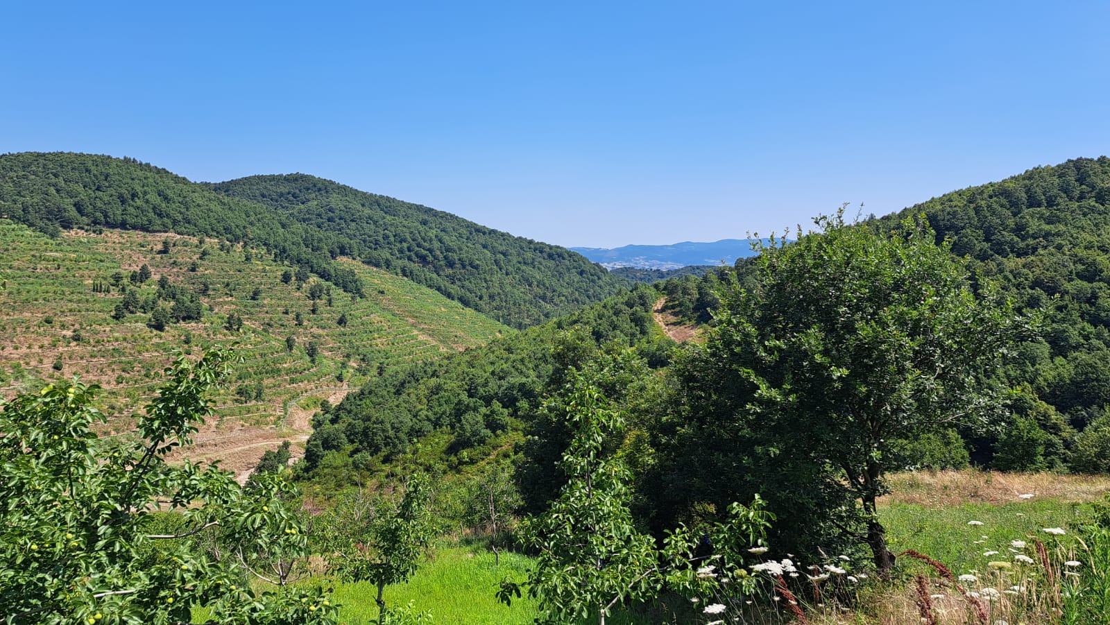 8400 M2 12 YAŞINDA CEVİZ BAHÇESİ - YALOVA ALTINOVA fotoğraf 6