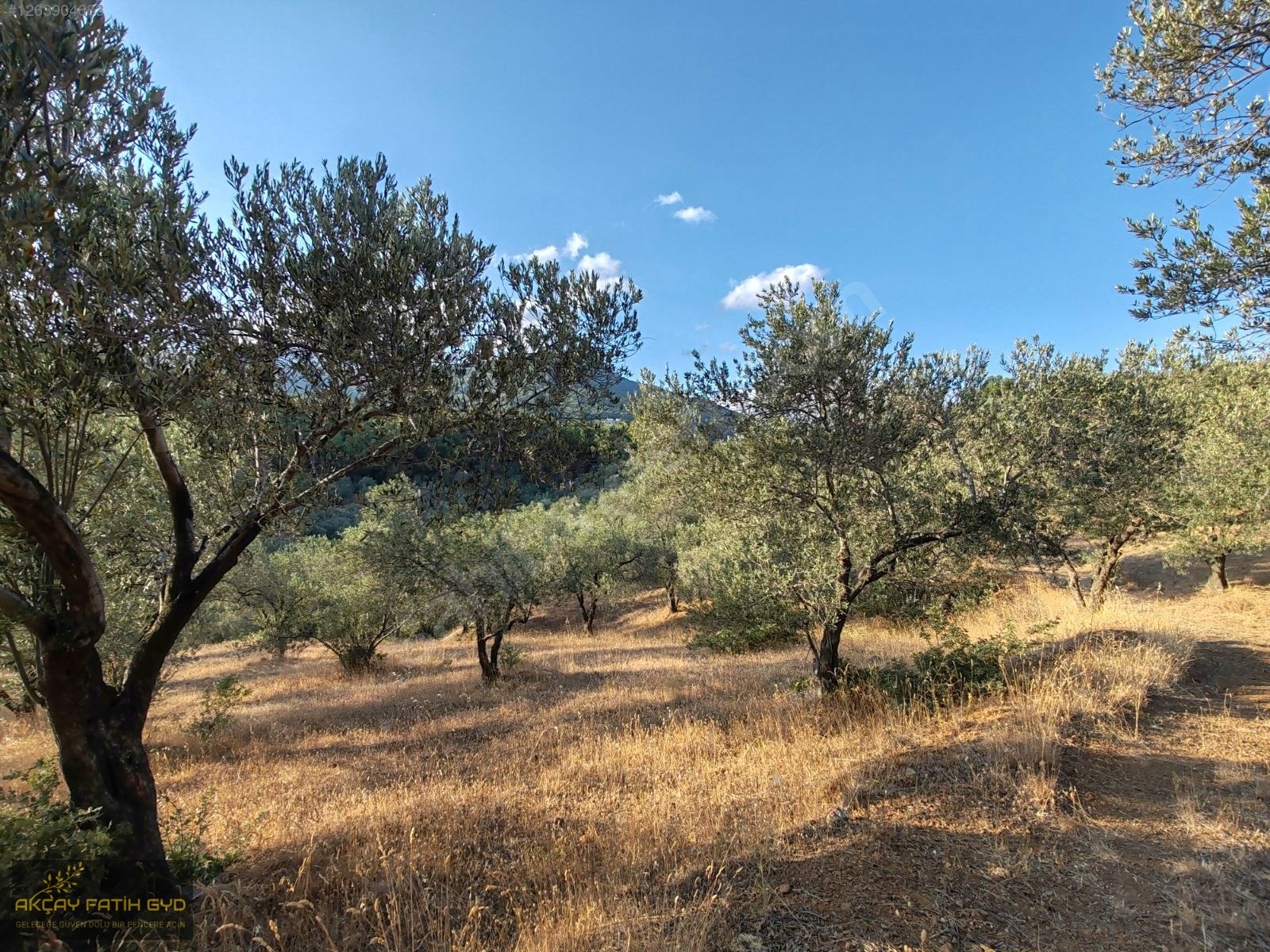 Zeytinli de 8.5 Dönüm SATILIK Zeytinlik - BALIKESİR EDREMİT fotoğraf 17